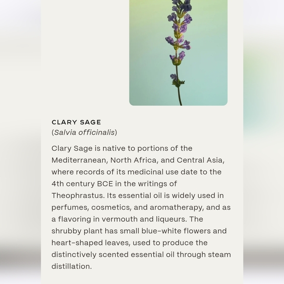 Twentynine Palms Cleansing Shampoo & Desert Tumbleweed Softening Conditioner Set - Picture 8 of 10